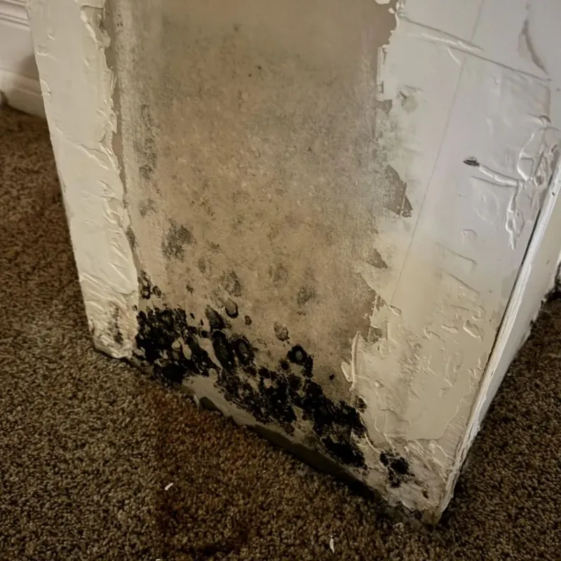 Professional Mold Removal in Forest Grove, OR